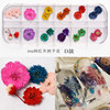 New Japanese nail dried flower 12 -color star sun flower small daisy 12 -color dried flower box is equipped with 24 nails dry flowers