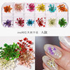 New Japanese nail dried flower 12 -color star sun flower small daisy 12 -color dried flower box is equipped with 24 nails dry flowers