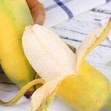 现货广西小米香蕉8分熟新鲜水果软糯孕妇水果小香蕉非天宝蕉