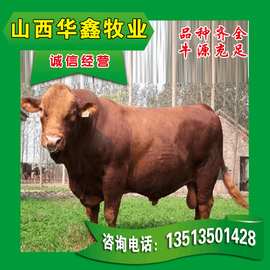 适合放养的肉牛利木赞牛 夏洛莱牛 品种牛养殖技术