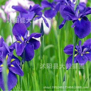 ͥԺ�Gֲ�e���@�־G��ֲ����Sβ������������Gֲϲꎶ����ͺ�