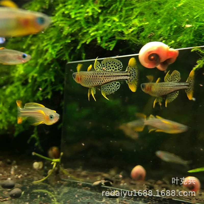 Тропические рыбы декоративные рыбы оптом Ласточка Жемчужная Ласточка ARU Ласточка Жемчужная Ласточка лампа рыба