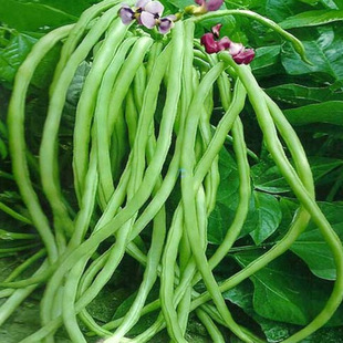 �߮a�����N�����L�G�l�ļ������ļ����ǷN�Ѵ�ȫ�ļ��r���߲˷N��