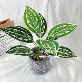 仿真植物绿植小盆栽装饰叶子植物墙配材彩色玉兰叶变叶木
