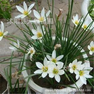 ������ɫ���[�m ���²��m ���m��춻������� ���󃞻�