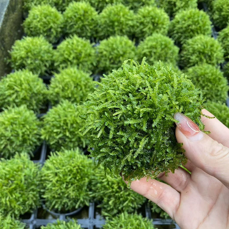 Слезоточивый мох полушарие Grassfield прямые волосы аквариум пейзаж украшения живая вода трава настоящий мох водяная трава 7 см