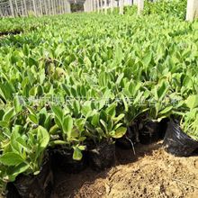 ɽ�|���ľջ��ش������l ���ľ������޸�������ľ �@��ֲ���ͺ���