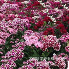 ���l�^�p���ʯ��N�� �������޸�����ʯ�񻨷N�� ��ʯ�����L