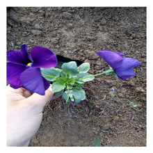 �������l ���� ��ɫ�� ��誱��� ��ɫȫ �ݻ�