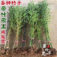 竹子苗庭院竹子植物四季常青户外种植风水紫竹阳台室内盆栽罗汉竹