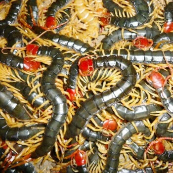 Муравей (Скорпион) (живой) (живой насекомодетеррариум) (свежий) Город Чэнду: район Чэнхуа, Дождевая червь