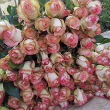 云南玫瑰种苗鲜切花 月季种苗 玫瑰花苗 基地月季大花 观赏盆栽苗