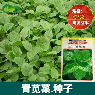 �G�{�˷N�� Ұ���K�� Ұ�˷N�� ��ͥ�̨�ˈ@�����߲˷N�����l5��