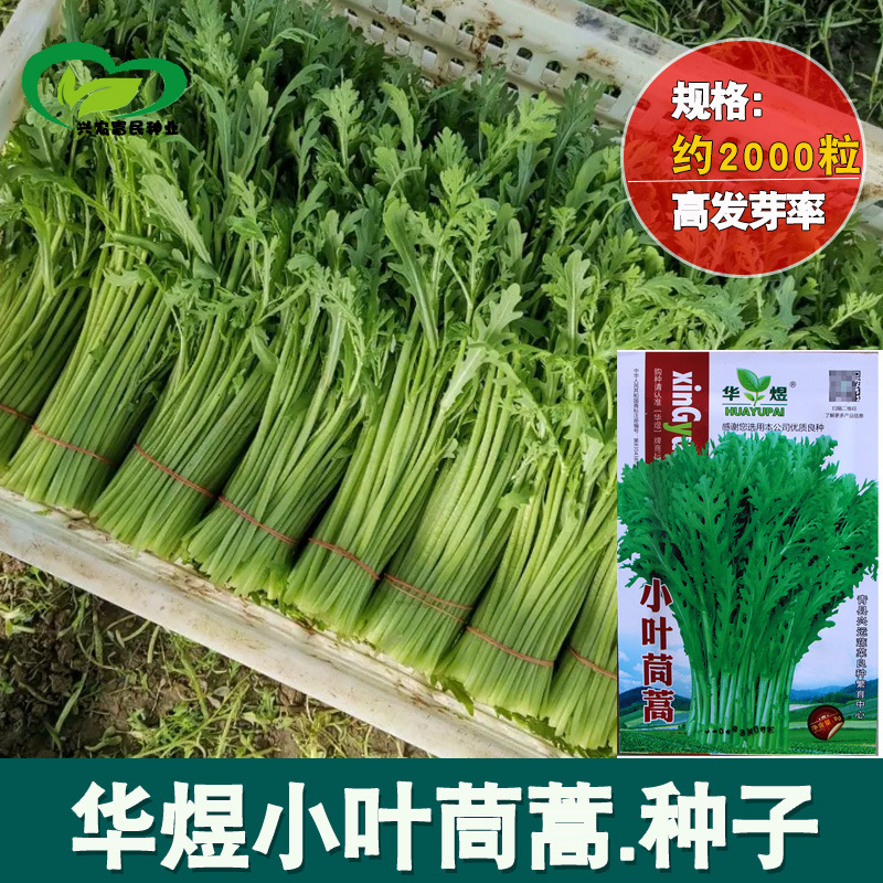 Small-Leaf Chrysanthemum Seeds Can Be Potted in Farm Vegetable Gardens with Strong Fragrance and Small-Leaf Green Chrysanthemum Vegetable Seeds