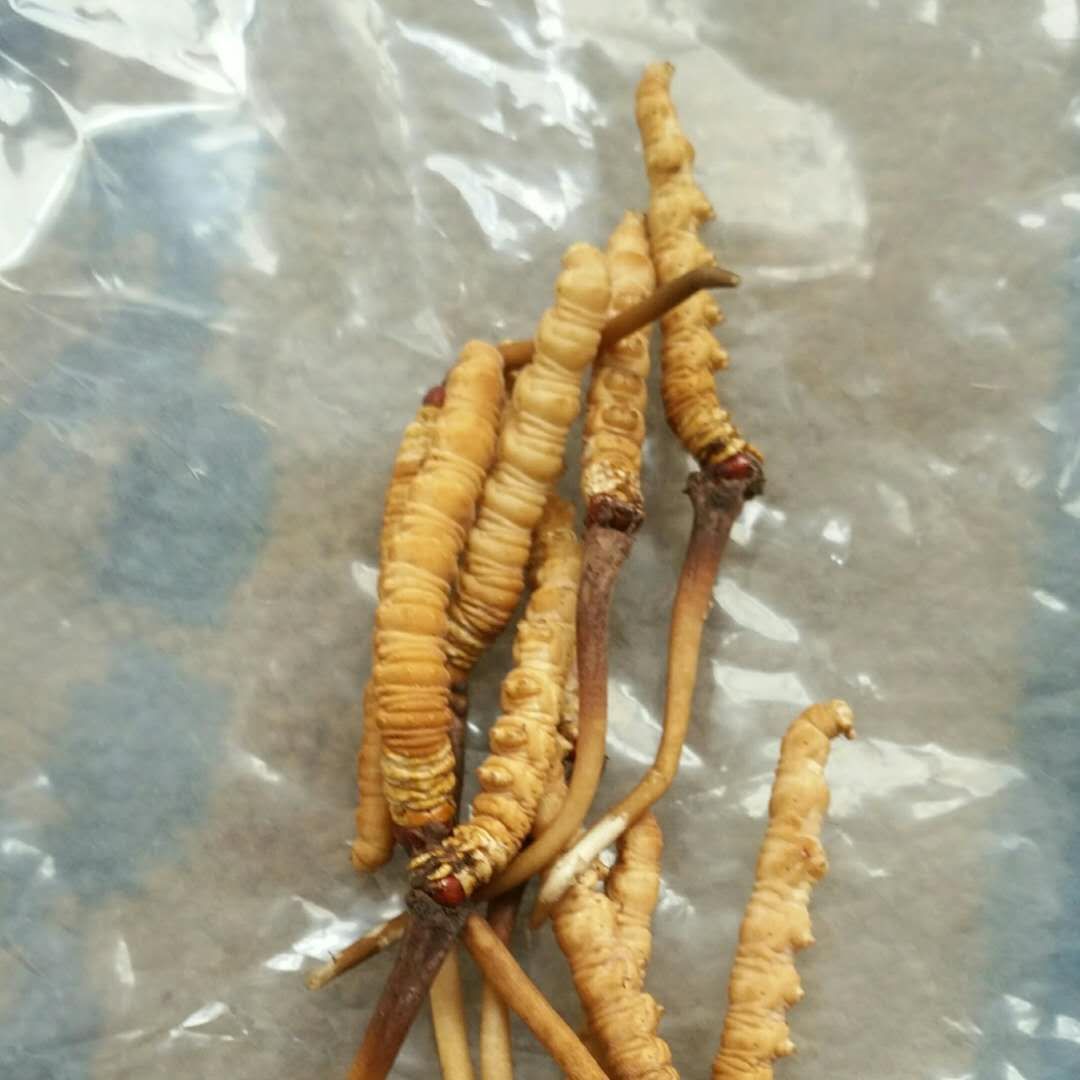 藏盈堂青海新鲜网红冬虫夏草0.3-0.6克/根（按根卖）要礼盒联系客