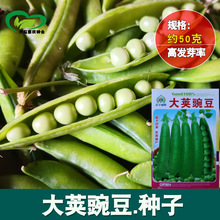 ���v�㶹���m���N�� �r��ˈ@�����������˶��߲˶��ӷN��