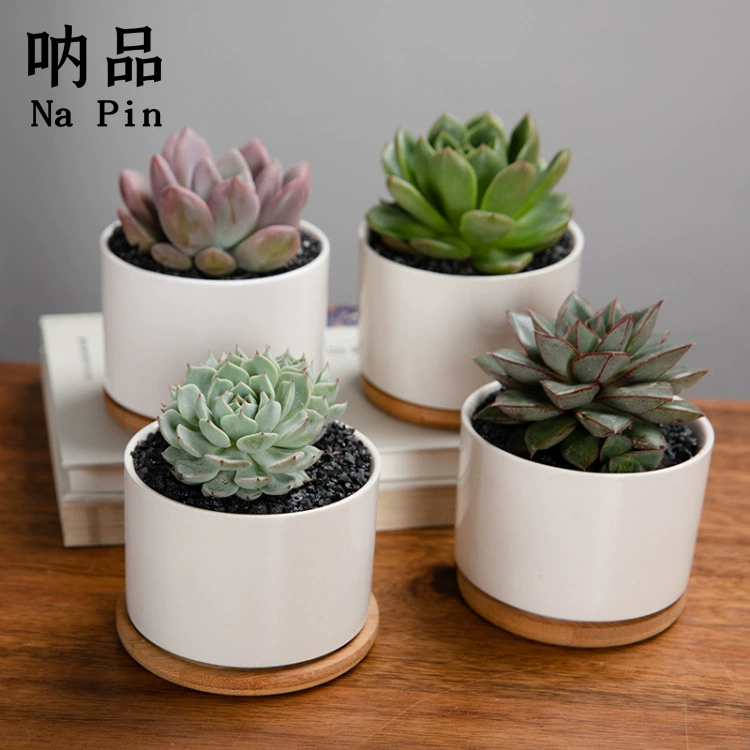 Na Pin Export Керамический мясистый цветочный горшок Простой современный белый фарфоровый круглый мясистый цветочный горшок с логотипом