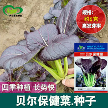 贝尔菜种子 农田菜园可盆栽紫叶绿梗柔嫩清香紫叶油菜蔬菜籽