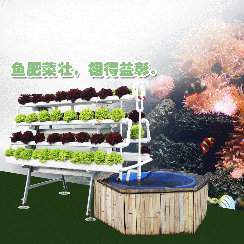 户外阳台蔬菜种植无土栽培设备鱼菜共生水培种植架鱼美人|ms