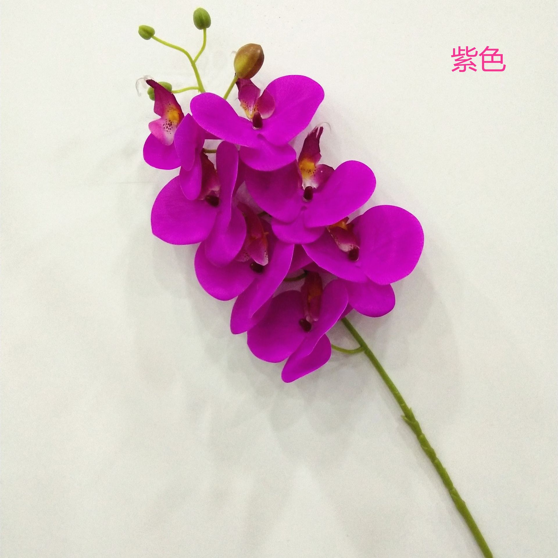 보라색