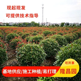 草坪;灌木;乔木