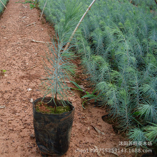 ���lѩ�� ѩ��С�� �@�־G����ľ ��20-50���� �ļ������ɘ���