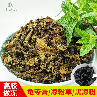 福建10公斤袋裝仙草葉片 高膠做凍仙草葉片 涼粉涼茶無土燒仙草葉