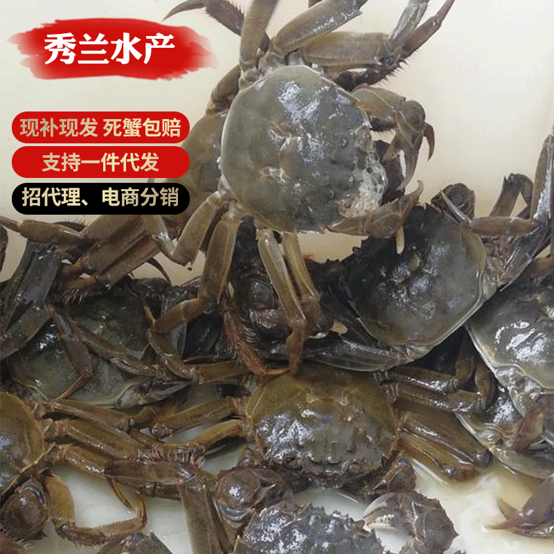 六月黄螃蟹养殖供应螃蟹兴化水产大闸蟹鲜活大量供应鲜活大闸蟹