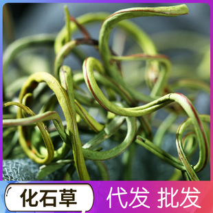 ��ʯ�� �I����Yʯ�ݮa�����l�I����l�a�؏S��