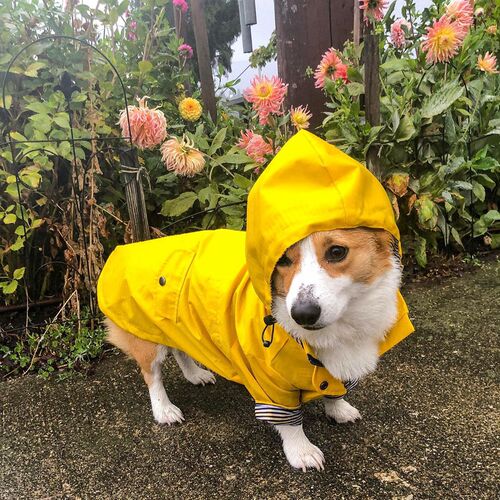 ins fashion brand windproof and waterproof British retro thickened dog raincoat dog pet storm coat 