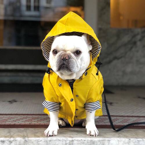 ins fashion brand windproof and waterproof British retro thickened dog raincoat dog pet storm coat 