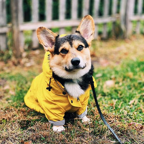 ins fashion brand windproof and waterproof British retro thickened dog raincoat dog pet storm coat 