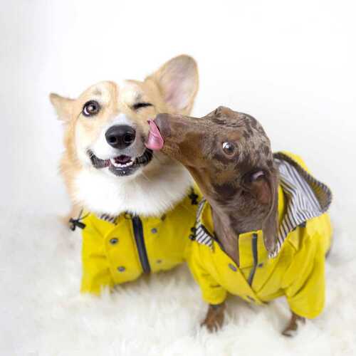 ins fashion brand windproof and waterproof British retro thickened dog raincoat dog pet storm coat 