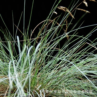 青州基地蓝羊茅 四季耐寒宿根蓝羊茅色块苗 庭院护坡绿化苗批发