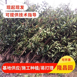草坪;灌木;乔木