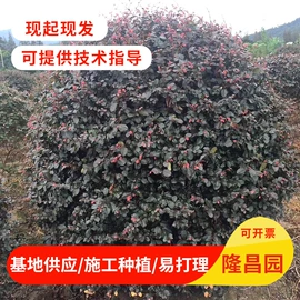 草坪;灌木;乔木