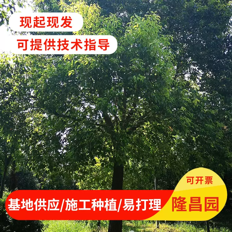 基地直供香樟树苗园林街道工程绿化苗木香樟树行道香樟树带泥土