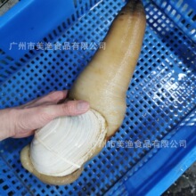 美国蚌沙皮蚌象拔蚌鲜活空运刺身料理酒店蚌食材需称重发货