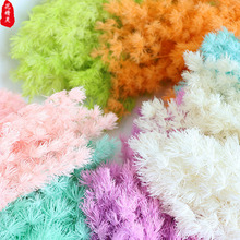 永生花蓬莱松 礼盒玻璃罩制作材料diy花材雪松浮游云南基地批发