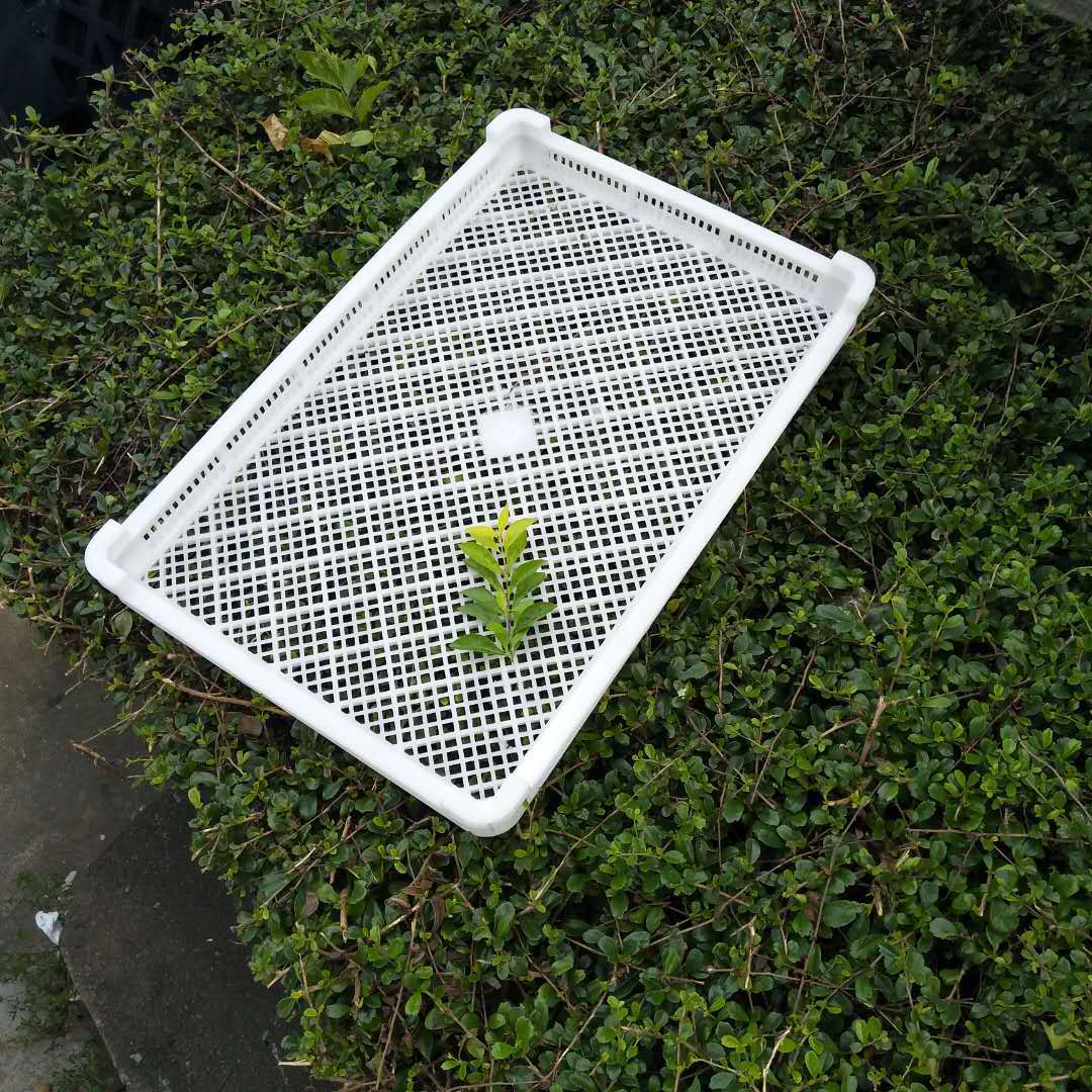 阜阳红糖果物料托盘冷冻速冻筐塑料烘干盘590*390*60承重低温耐用