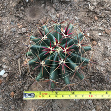 ����ɳ������ ���̾�����������С�� С���ԏ��̌� �S�ɫ��