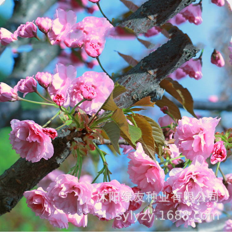 散装樱花种子日本樱花种子单樱红樱早樱晚樱青肤樱重瓣樱花种子