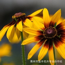 �������l�޸����� ���ľ� ���� Ʒ�N�Rȫ���� �G����ľ�GͥԺ����