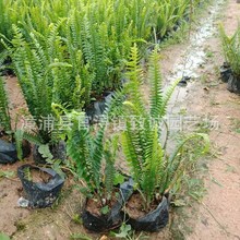 �Źǲݱ����Iާ����@�־��^���̹������ݘ���ֲ���ͺ��Gֲ�G�h