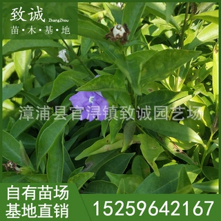 鸳鸯茉莉杯苗 鸳鸯茉莉工程苗 农户直销 景观工程供应阳台