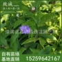 工程景观茉莉鸳鸯工程苗