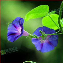 lţN ţ eȻӲݻN ƷNRȫ