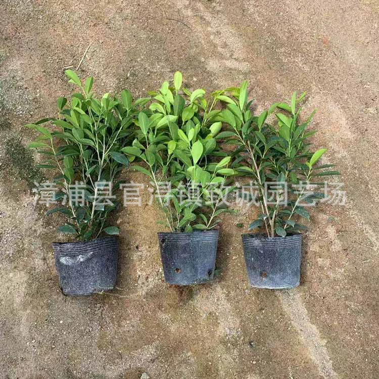 Саженцы золотистого баньяна, маленькие саженцы, прямые поставки с базы в Фуцзяне, оптовая продажа воздухоочистящих комкующихся растений