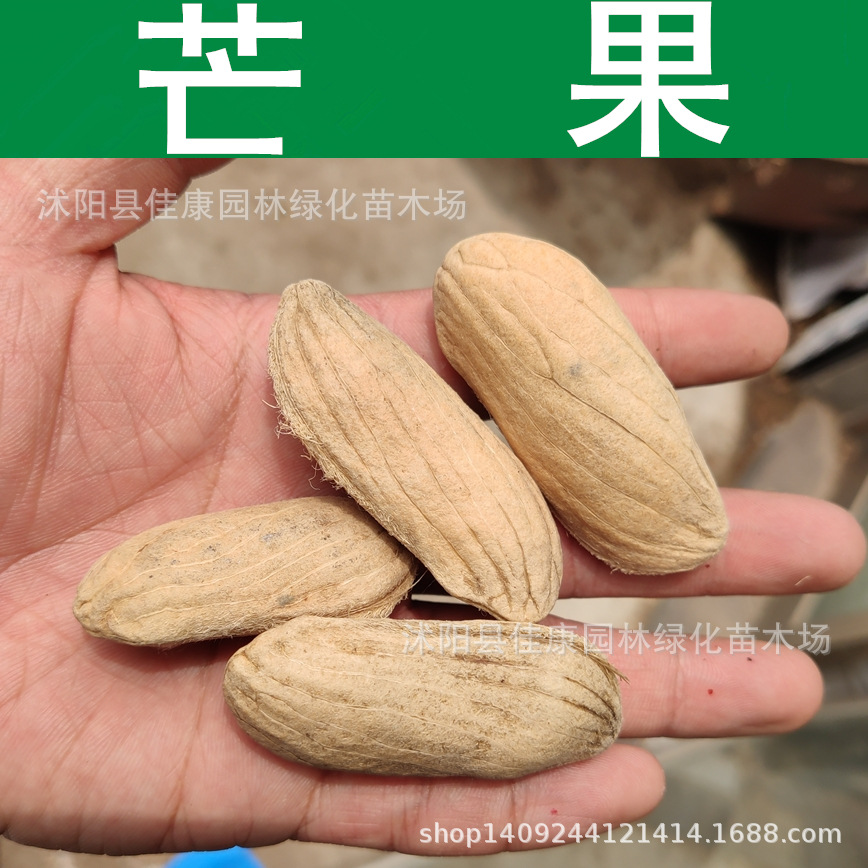 林木种子 芒果种子 大乔木 杧果种子 芒果核 1件=1斤