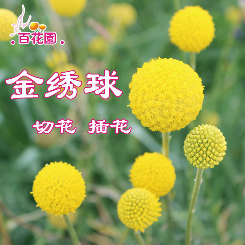 金绣球种子金槌花金锥花家居鲜切花干花手捧花趣味黄金球花卉种子